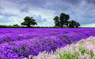 S&P 500 to 7,000, Trump's Fed Pick, & a Key Election: What it means for markets and policy